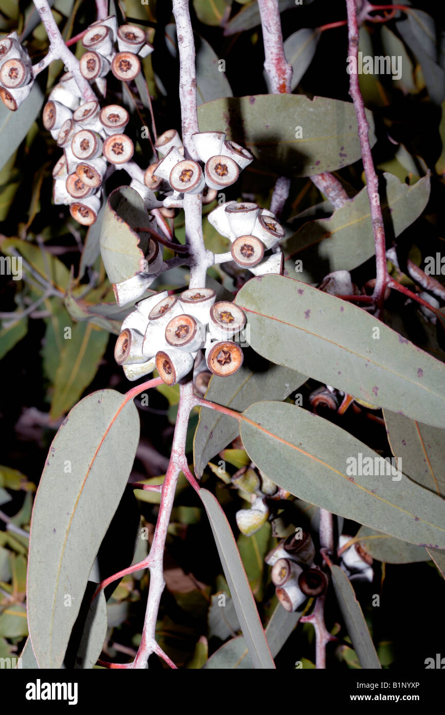 Gum nuts of Lemonflowered GumEucalyptus woodwardiiFamily Myrtaceae