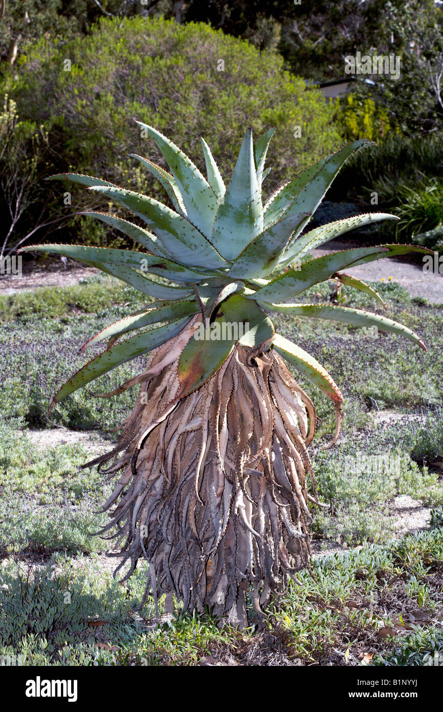 Marloth's Mountain Aloe-Aloe marlothii-Family Asphodelaceae Stock Photo