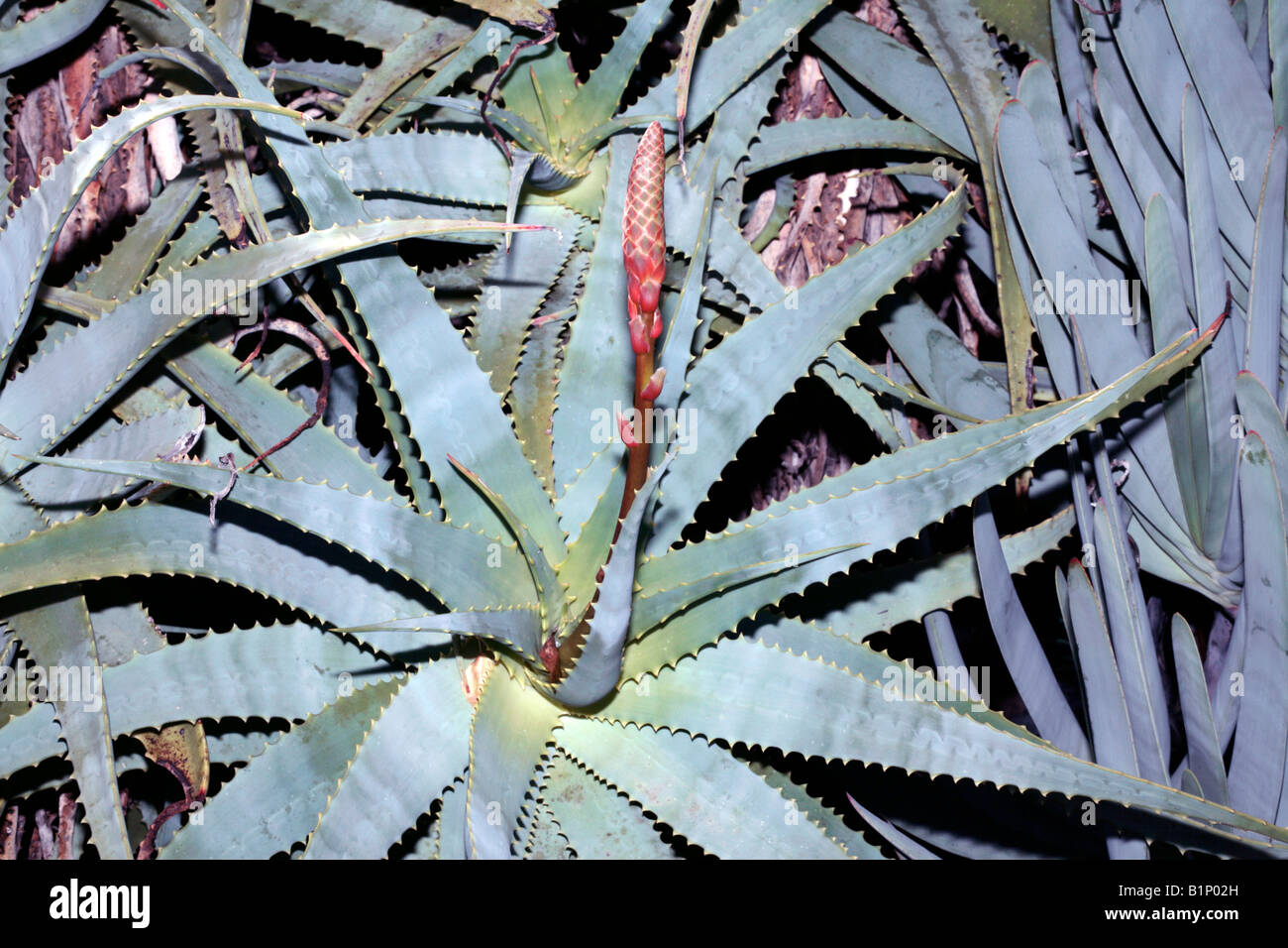 Krans Aloes with early flower heads-Aloe arborescens-Family Asphodelaceae Stock Photo