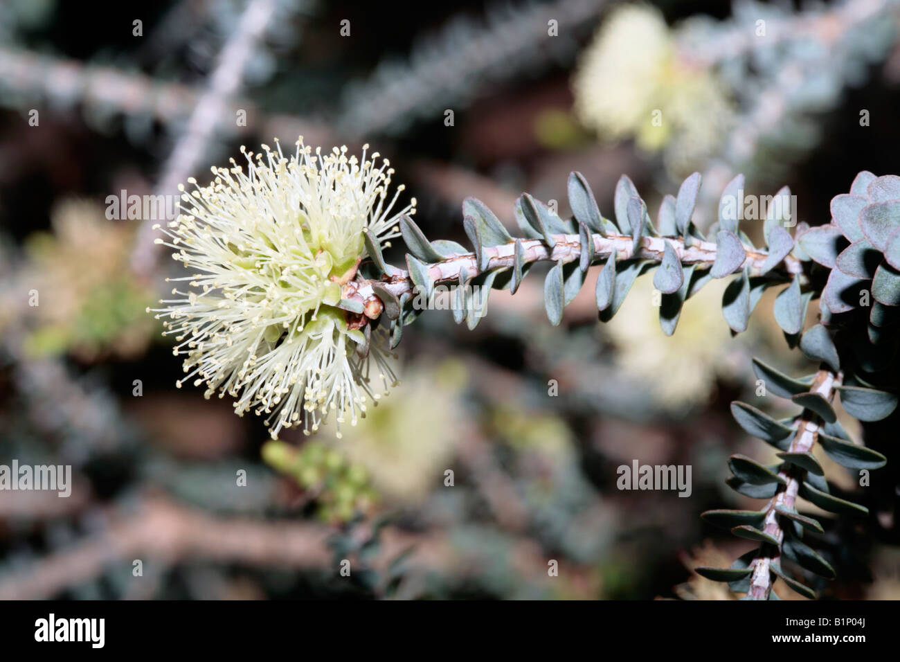 Honey-myrtle-Melaleuca depressa-Family Myrtaceae Stock Photo
