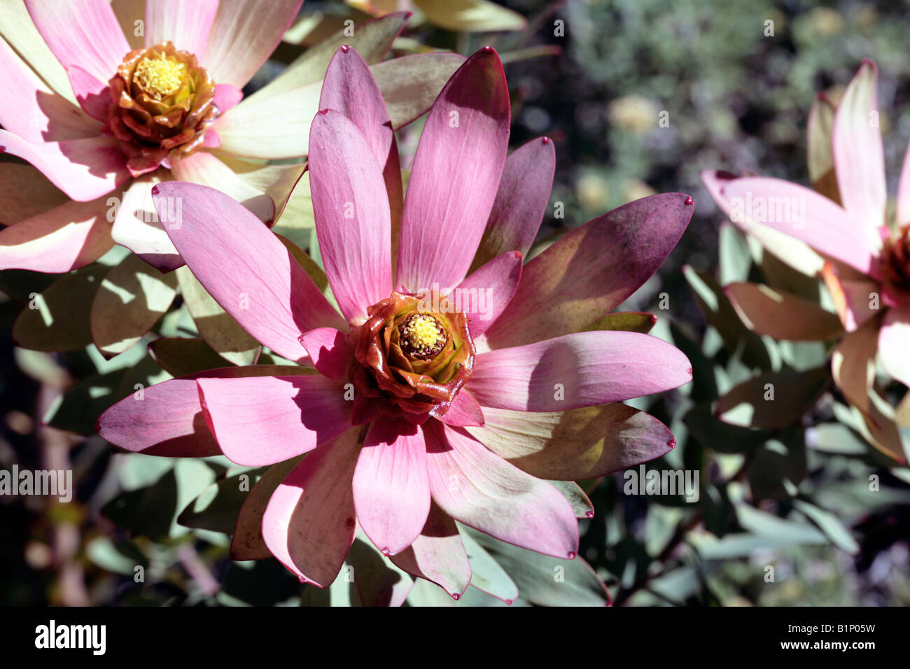 Spicy Conebush flower - Leucadendron tinctum-Family Proteaceae Stock Photo