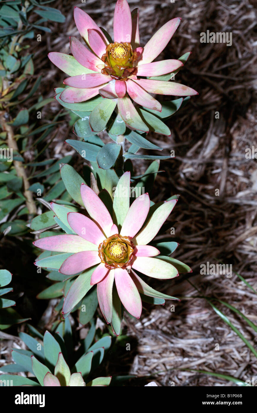 Spicy Conebush flower - Leucadendron tinctum-Family Proteaceae Stock Photo