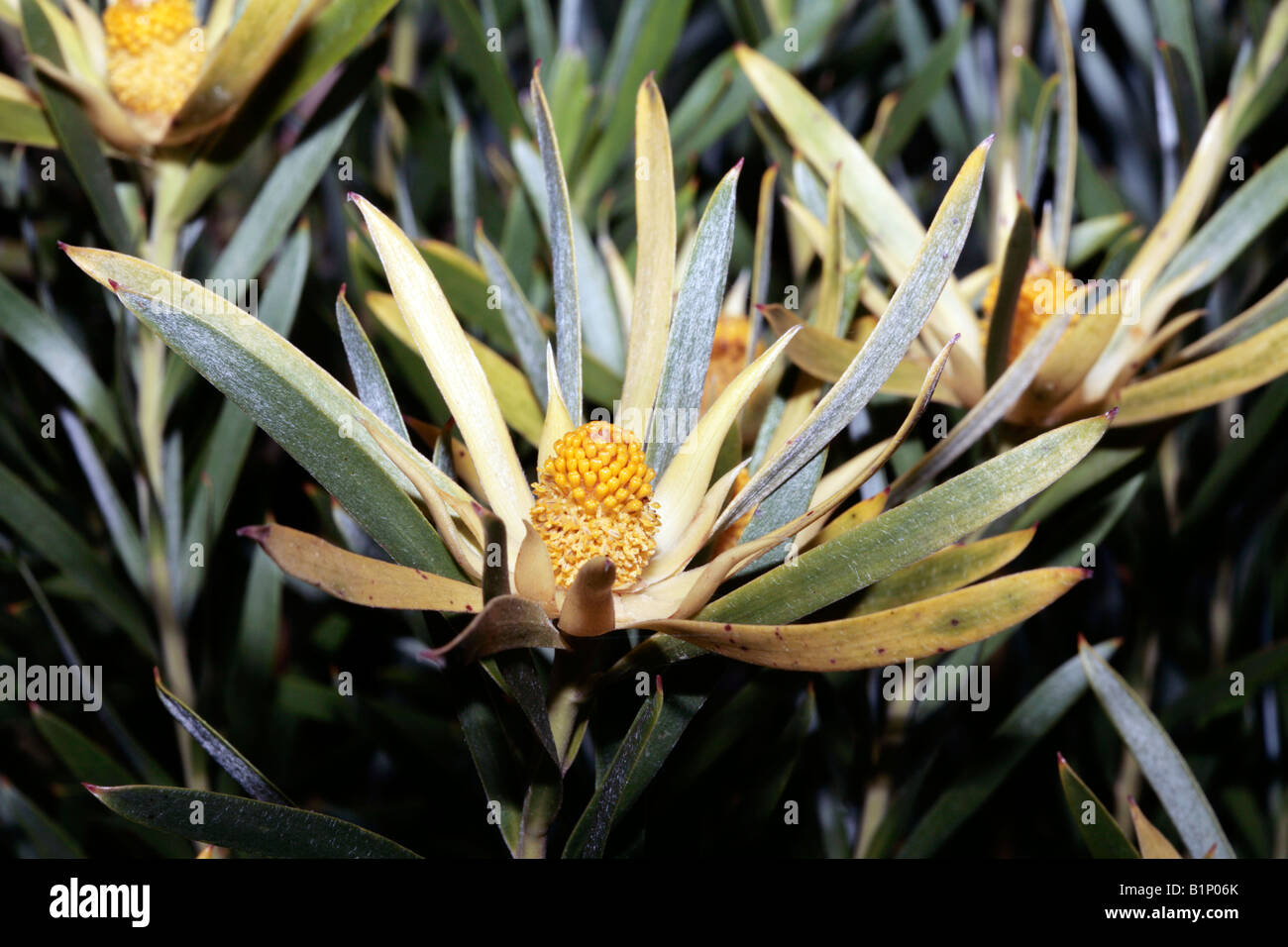 Limestone Conebush flower - Leucadendron meridianum-Family Proteaceae Stock Photo