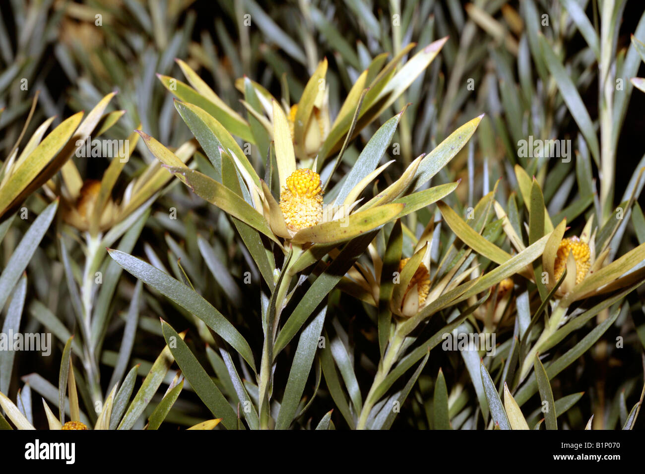 Limestone Conebush flower - Leucadendron meridianum-Family Proteaceae Stock Photo