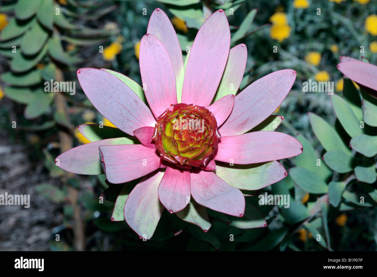 Spicy Conebush flower - Leucadendron tinctum-Family Proteaceae Stock Photo