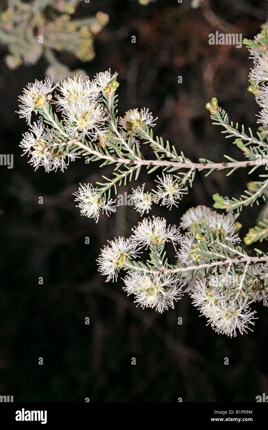 Saltwater Paperbark-Melaleuca culticularis- Family Myrtaceae Stock Photo