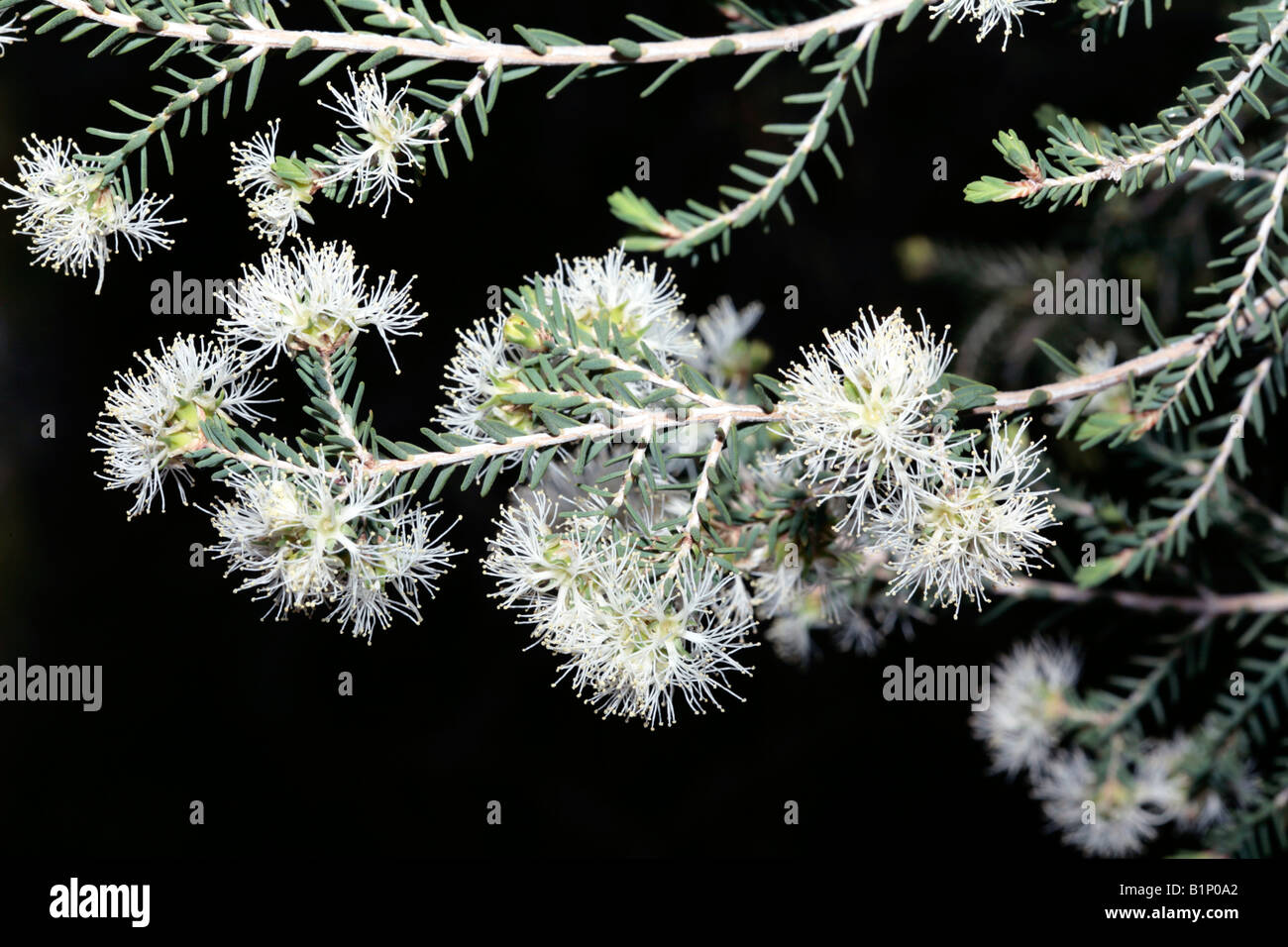 Saltwater Paperbark-Melaleuca culticularis- Family Myrtaceae Stock Photo