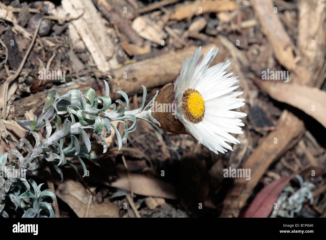 Sea Strawflower-Helichrysum retortum-Family Asteraceae Stock Photo