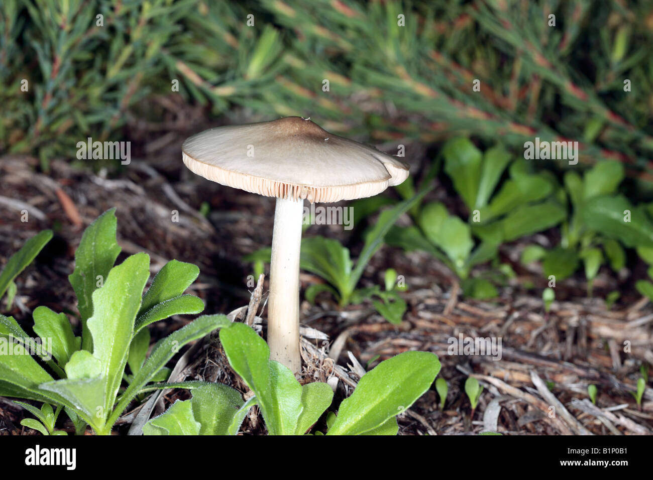 Common Rosegill Fungus- Volvariella speciosa- Family Pluteaceae Stock Photo
