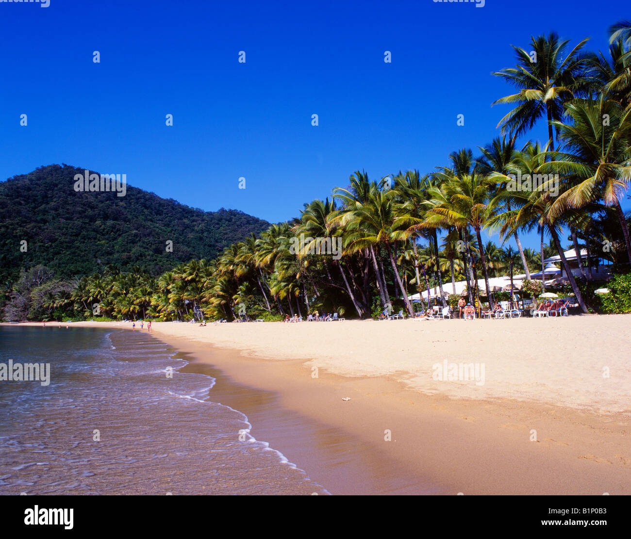 Tropical coconut tree lined beach in front of resort Dunk Island Resort