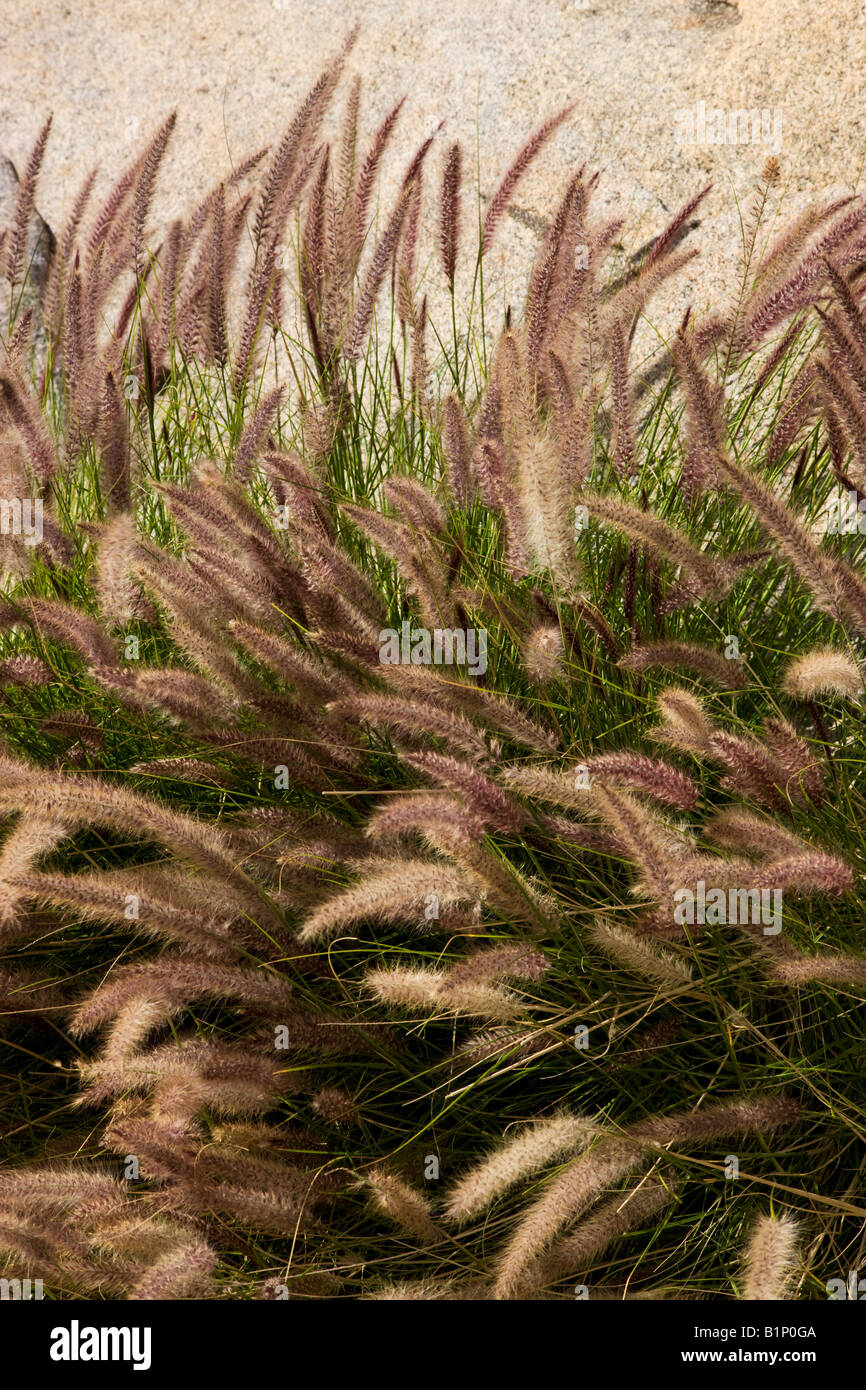 Grasses in Borrego Palm Canyon Anza Borrego Desert State Park California Stock Photo
