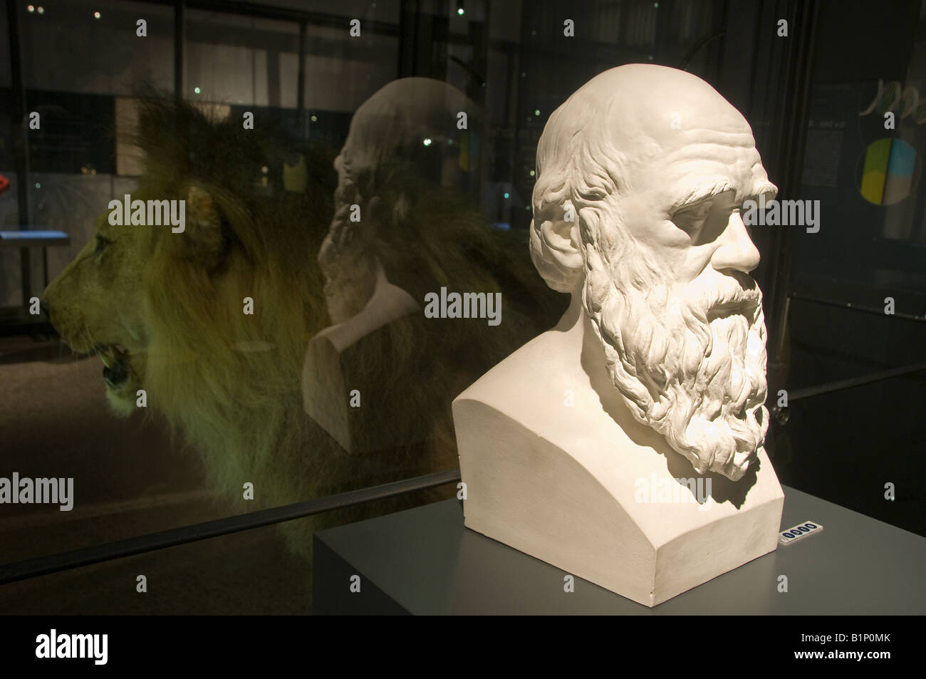 Bust of Charles Darwin displayed at the Museum fur Naturkunde natural history museum located in Berlin, Germany Stock Photo