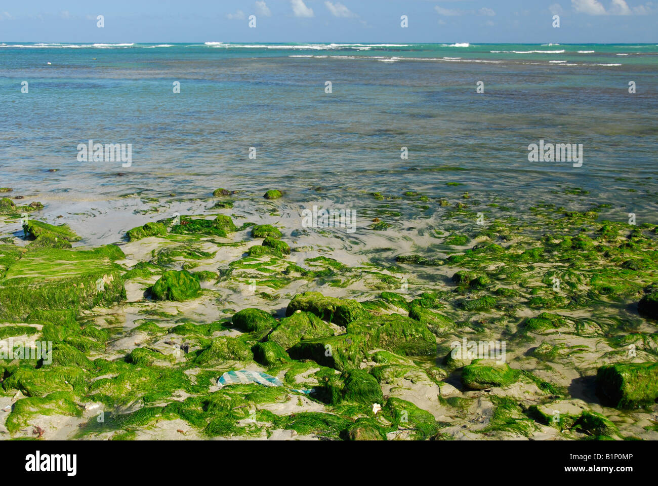 Seaweed on beach of Puerto Plata, Dominican Republic Stock Photo Alamy