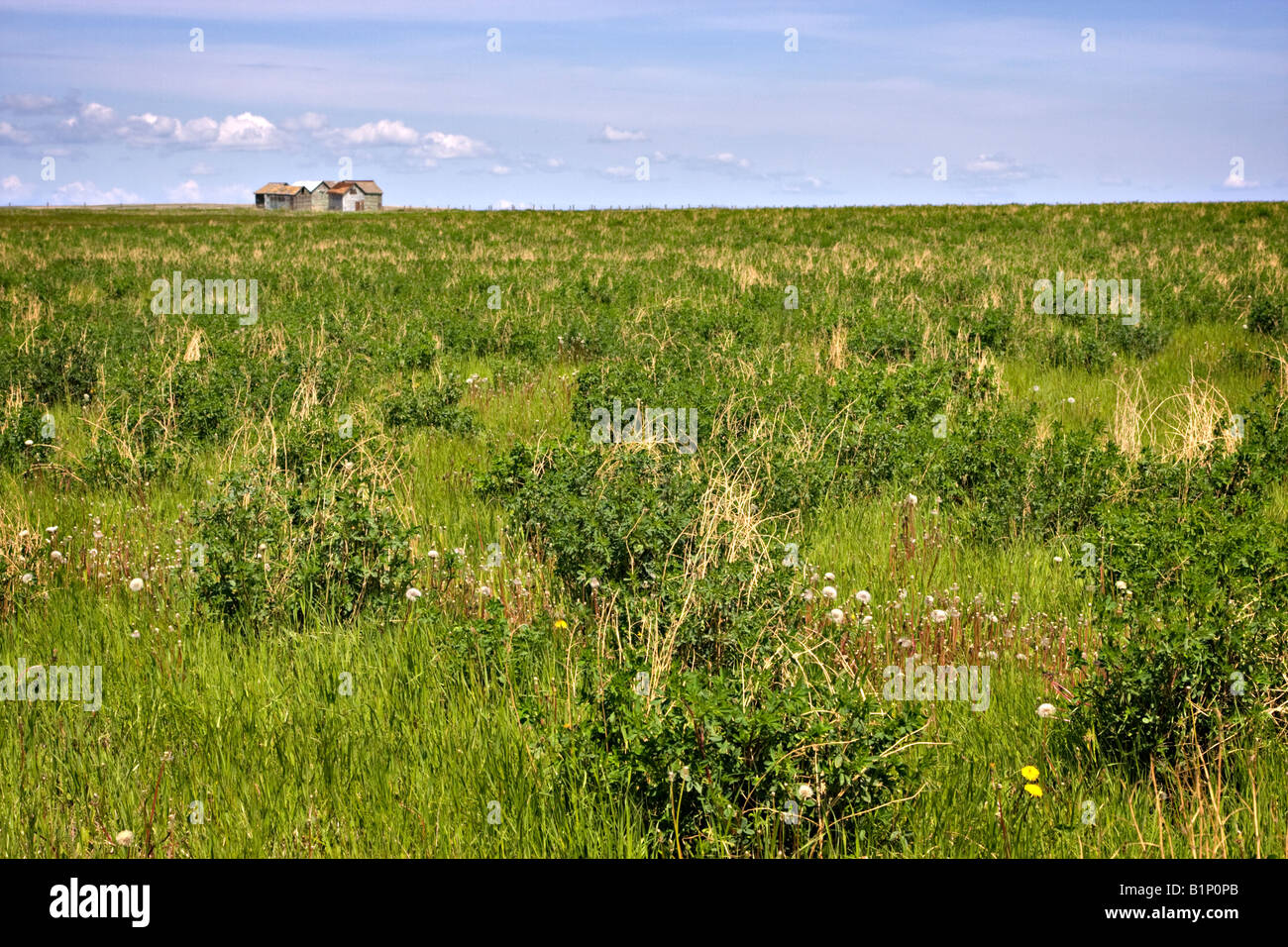 Sheds in a field Stock Photo