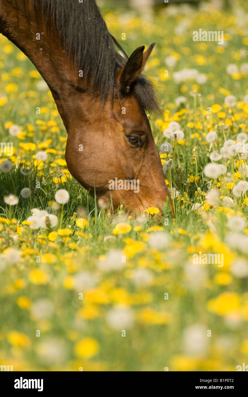 Horse in dandelions Stock Photo Alamy