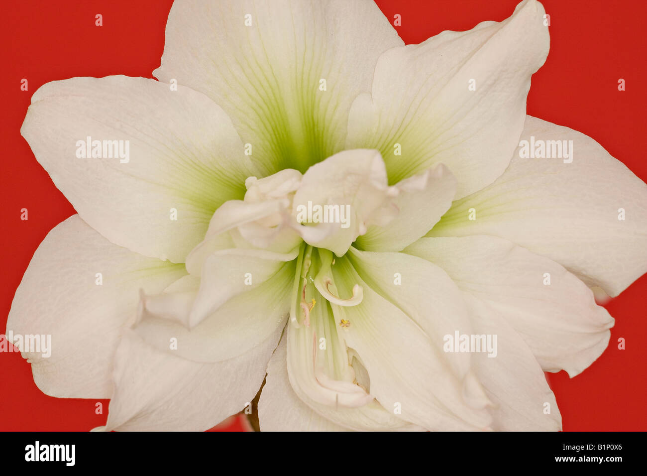 Close up of a Double Amaryllis flower 'White Nymph' against a red background Stock Photo