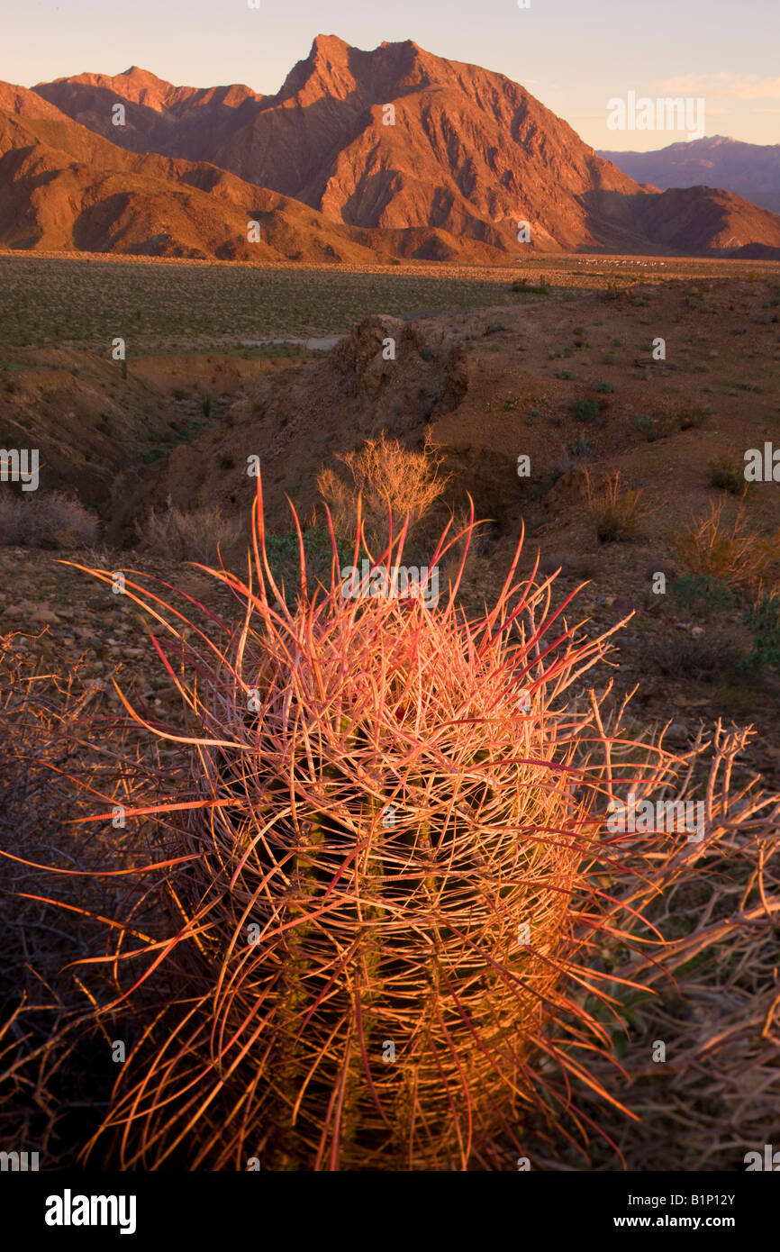 Southwestern Barrel Cactus Anza Borrego Desert State Park California Stock Photo
