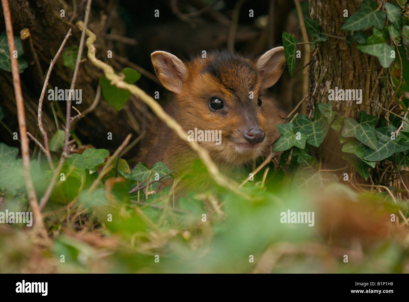 Baby muntjac deer uk hires stock photography and images Alamy