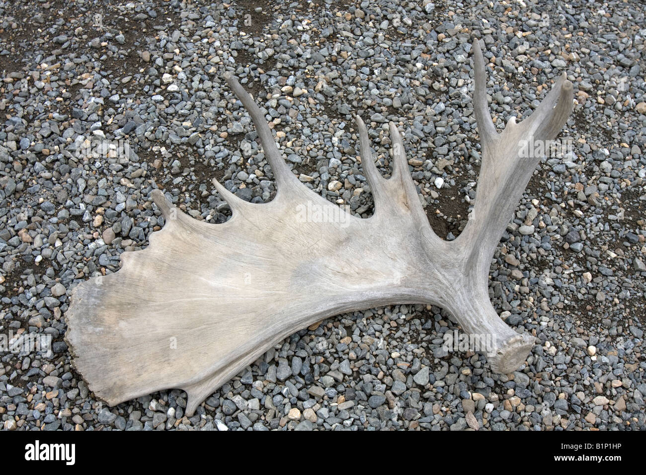 Moose antler on a river bank in Denali National Park, Alaska Stock Photo