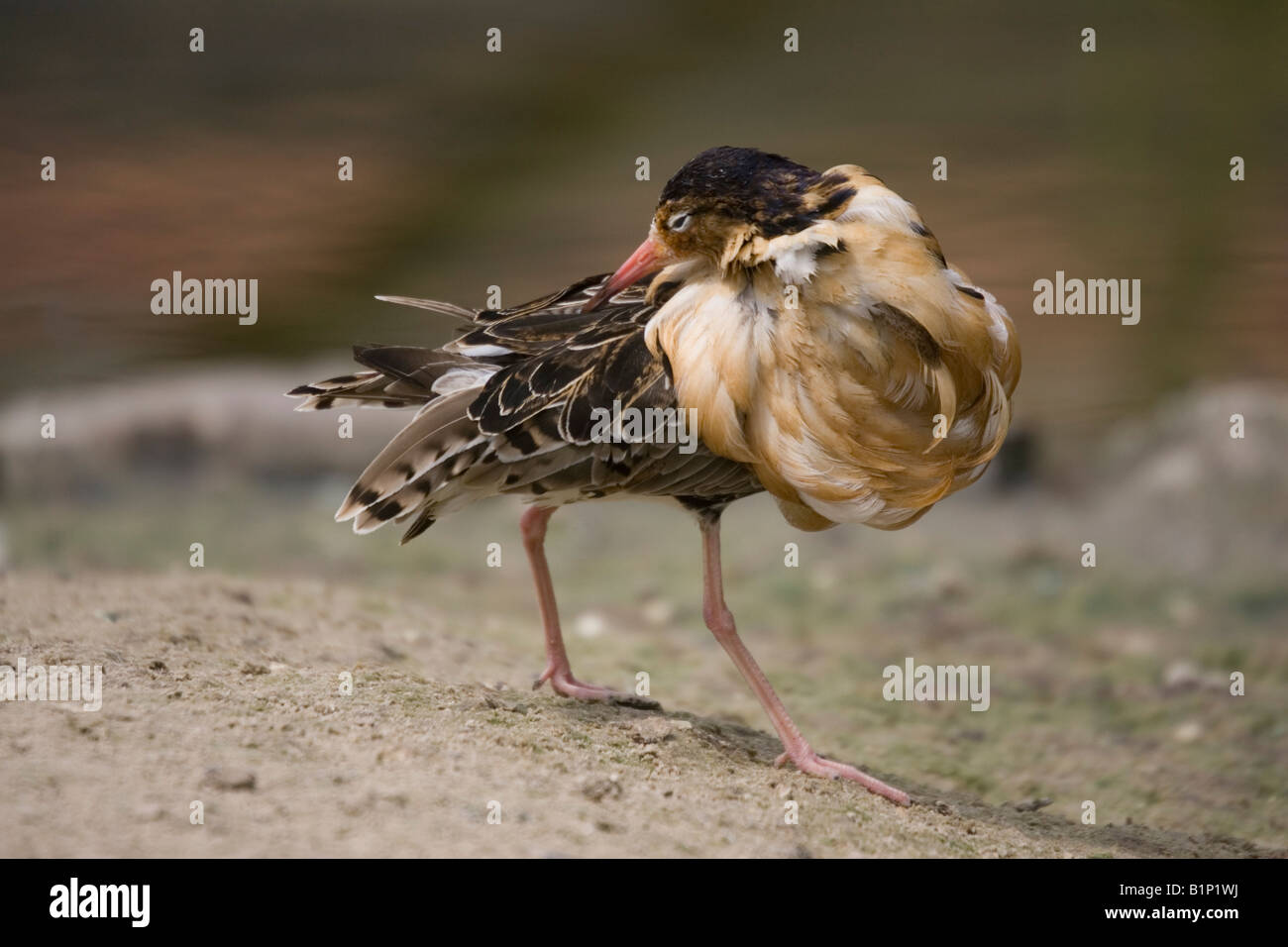 Ruff bird uk hi-res stock photography and images - Alamy