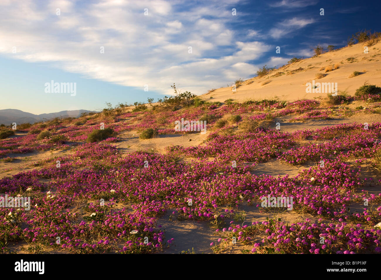 Pretty Wildflowers High Resolution Stock Photography and Images - Alamy
