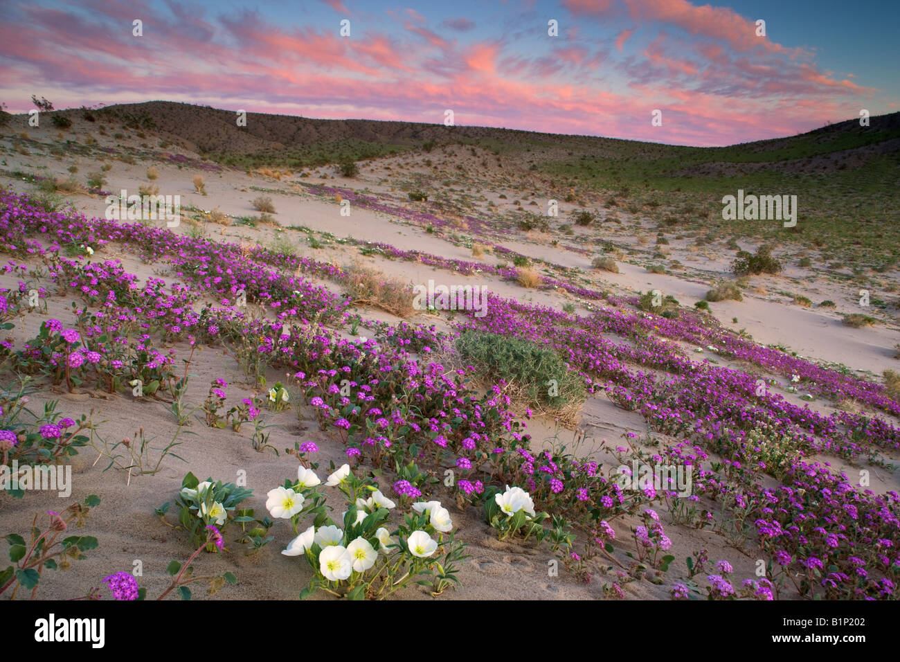 Wildflowers Anza Borrego Desert State Park California Stock Photo Alamy
