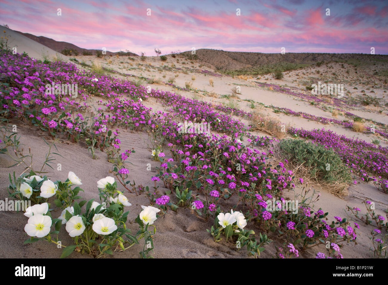 Wildflowers Anza Borrego Desert State Park California Stock Photo Alamy