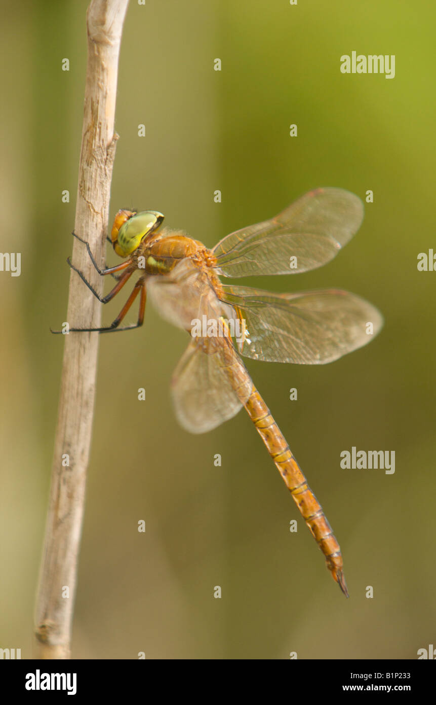Norfolk or Green Eyed Hawker Stock Photo
