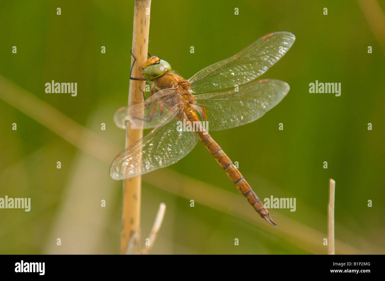 Norfolk or Green Eyed Hawker Stock Photo