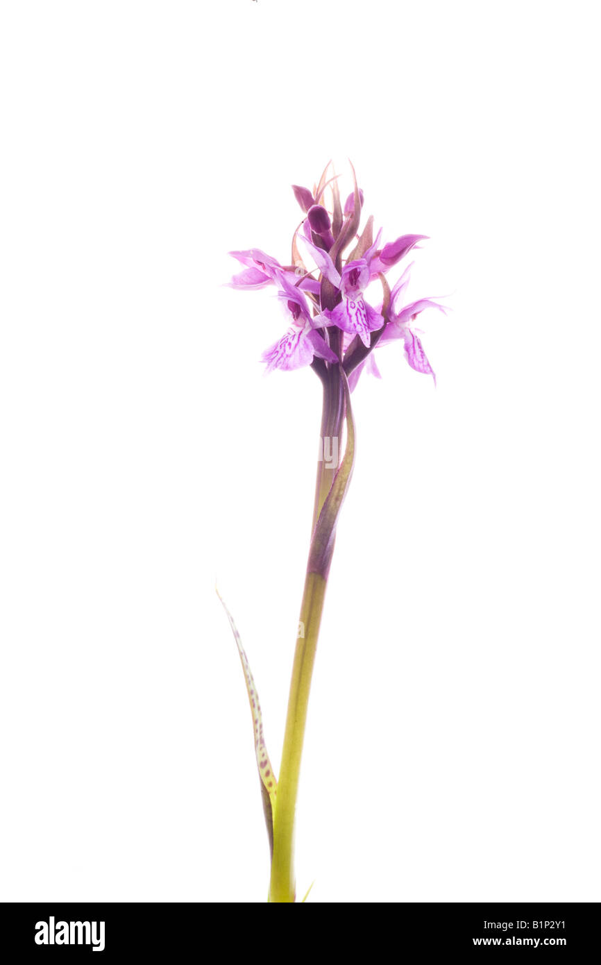 Narrow leaved marsh orchid against white background Stock Photo