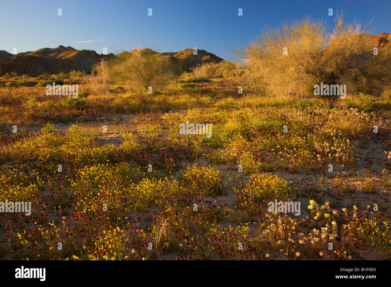 Wildflowers in Joshua Tree National Park California Stock Photo Alamy