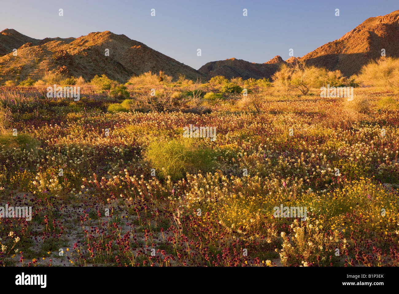 Wildflowers in Joshua Tree National Park California Stock Photo