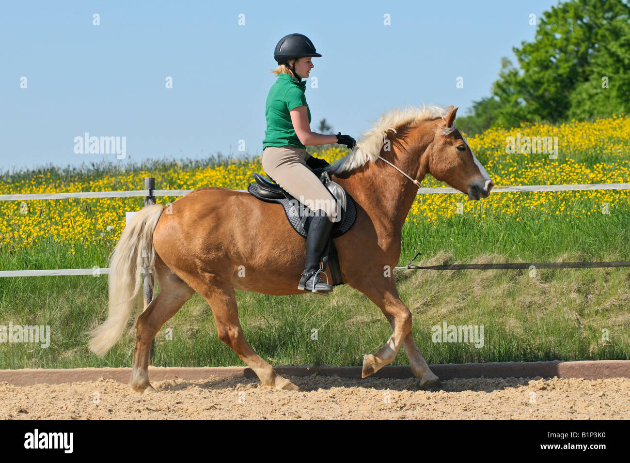 Riding neck hires stock photography and images Alamy