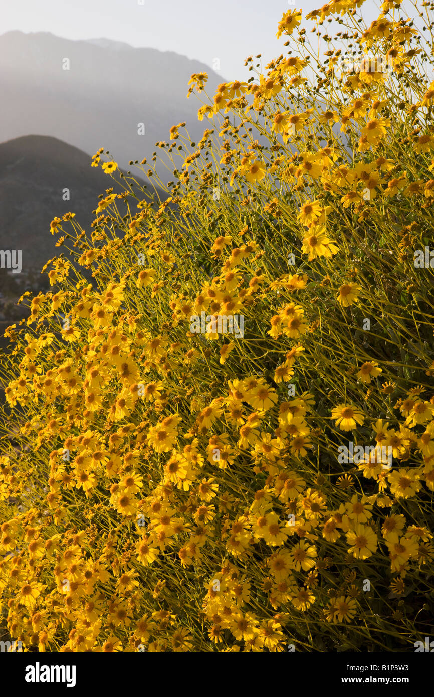 Brittlebush Encelia farinosa wildflowers in the hills above Rancho