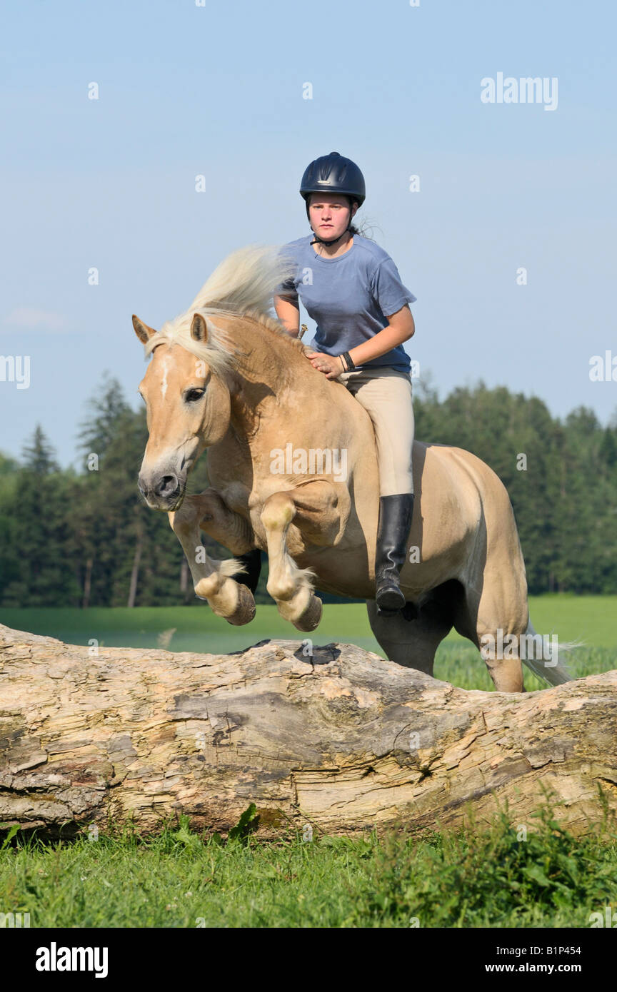 Young rider on back of a Haflinger horse without saddle and without bridle jumping over a