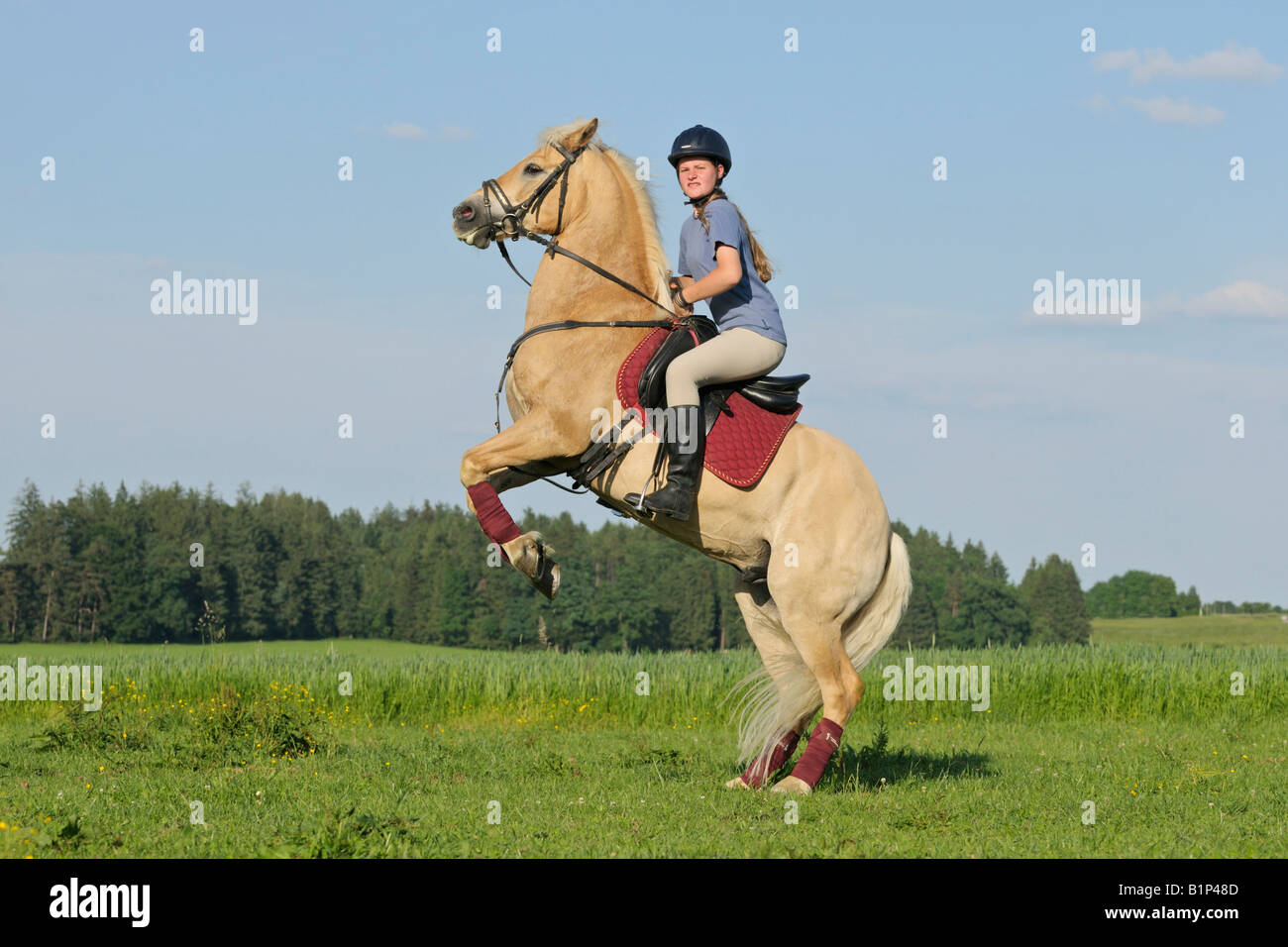 Rearing Horse Rider Riding High Resolution Stock Photography and Images
