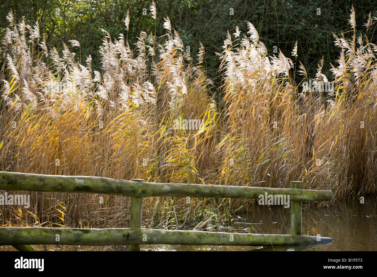 River Rushes Uk Rushes in the Severn Vale at Slimbridge, Gloucestershire Stock Photo ...
