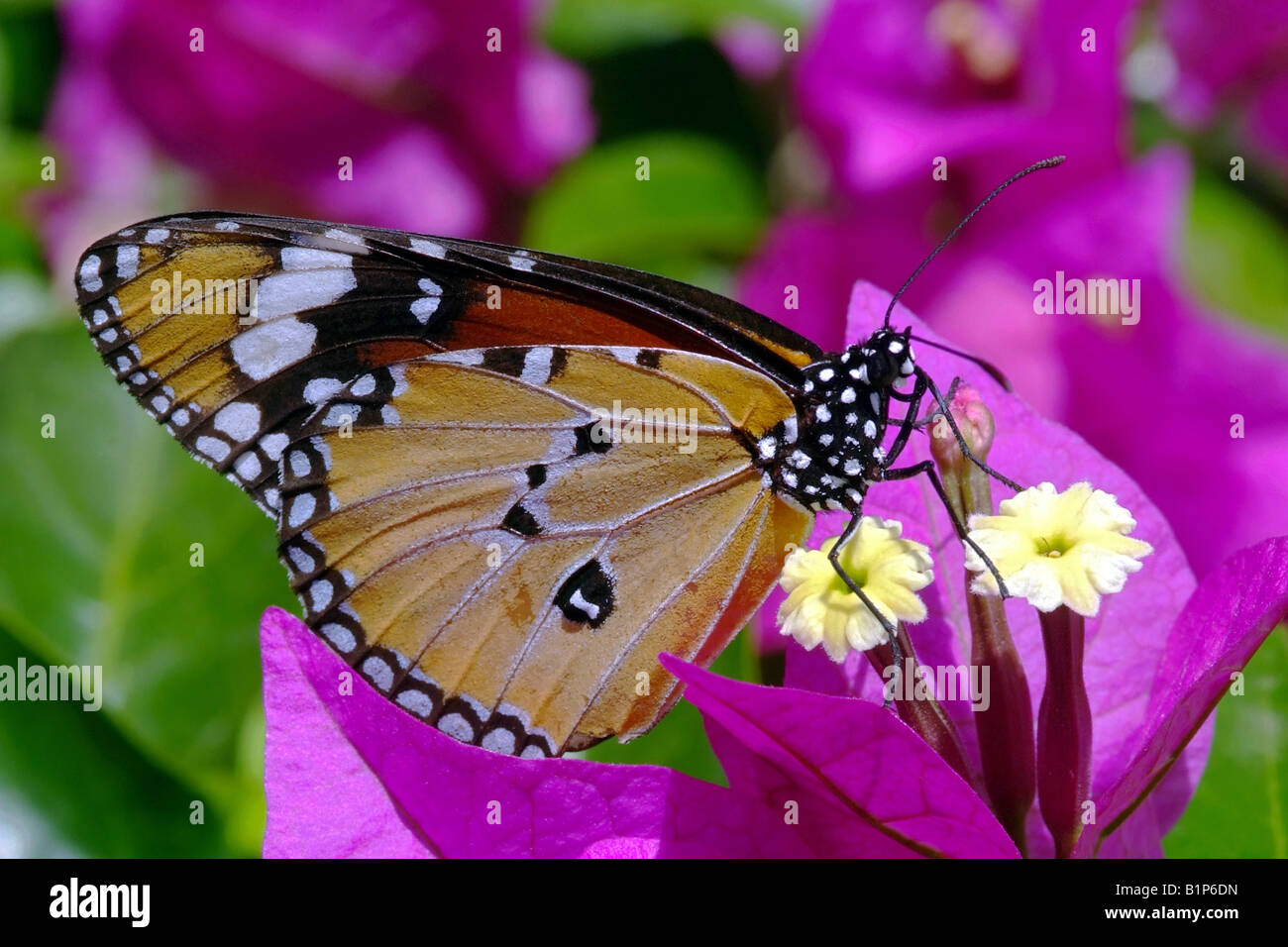 Danaus chrysippus July SPAIN Stock Photo