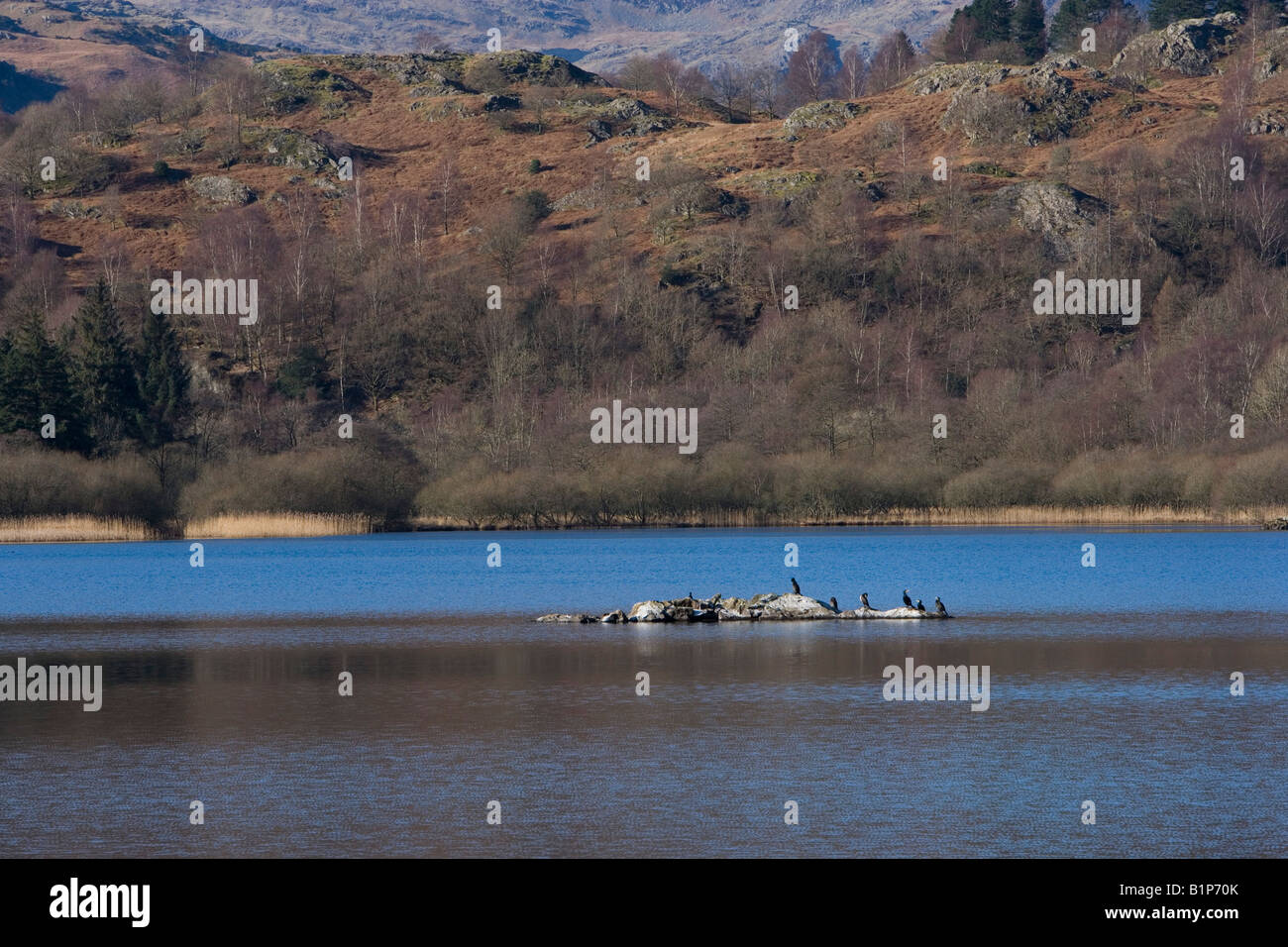 Cormorants on a small island in the middle of Rydal Water, Lake District. Stock Photo