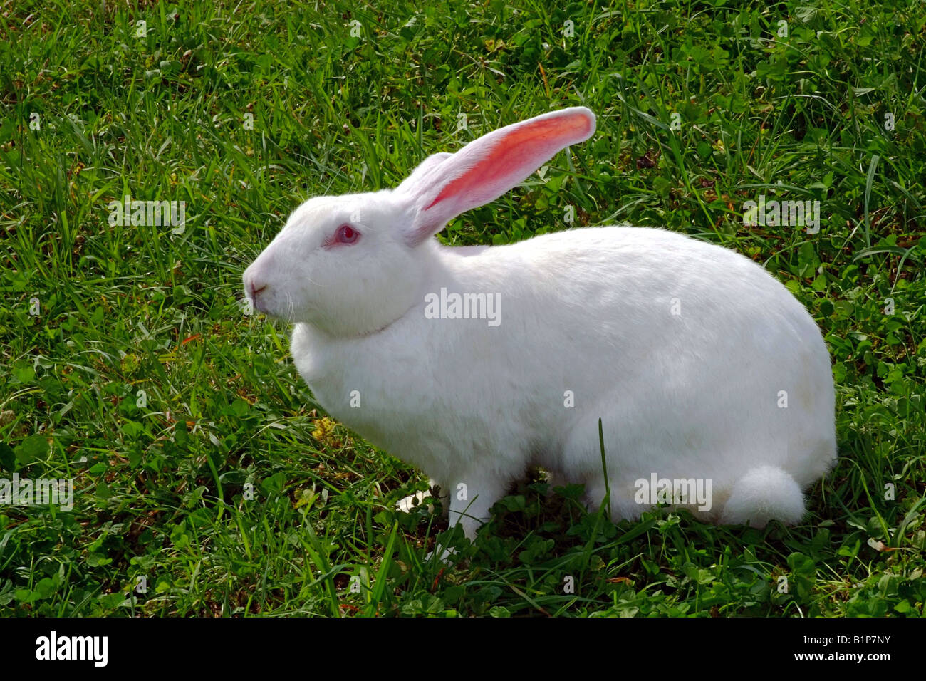 French breed FRANCE RABBIT White Bouscat French breed. FRANCE Stock