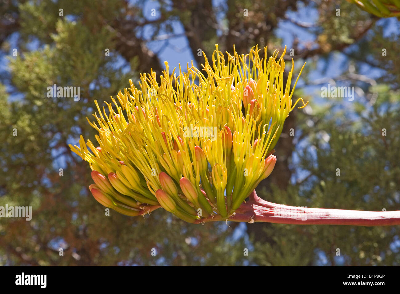 Golden flowered Agave Agave chrysantha Globe Arizona United States 18 July Plant in bloom Agavaceae Stock Photo