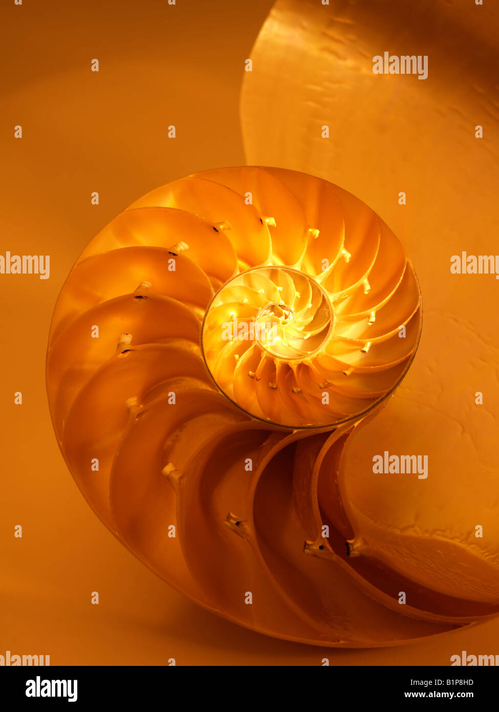 Nautilus Shell bisected in half showing the chambers Nautilus Pompilus