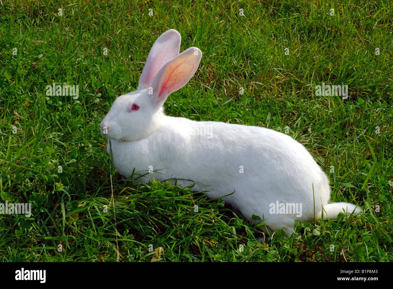 White French Rabbit French breed FRANCE RABBIT White Bouscat French breed. FRANCE Stock ...