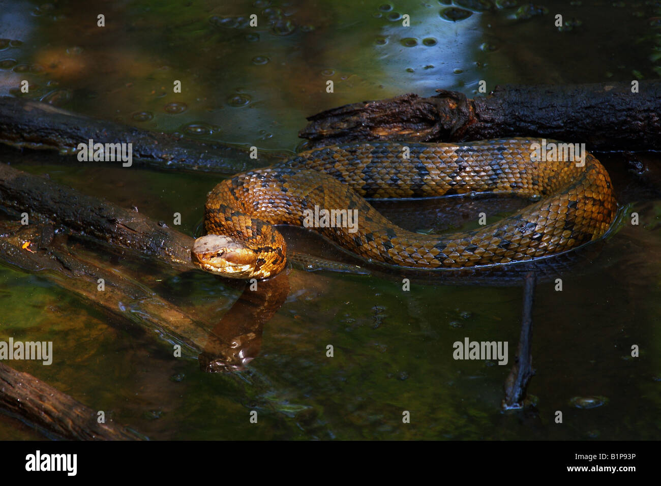 A Cottonmouth Water Moccasin snake lays in wait for prey in the Francis
