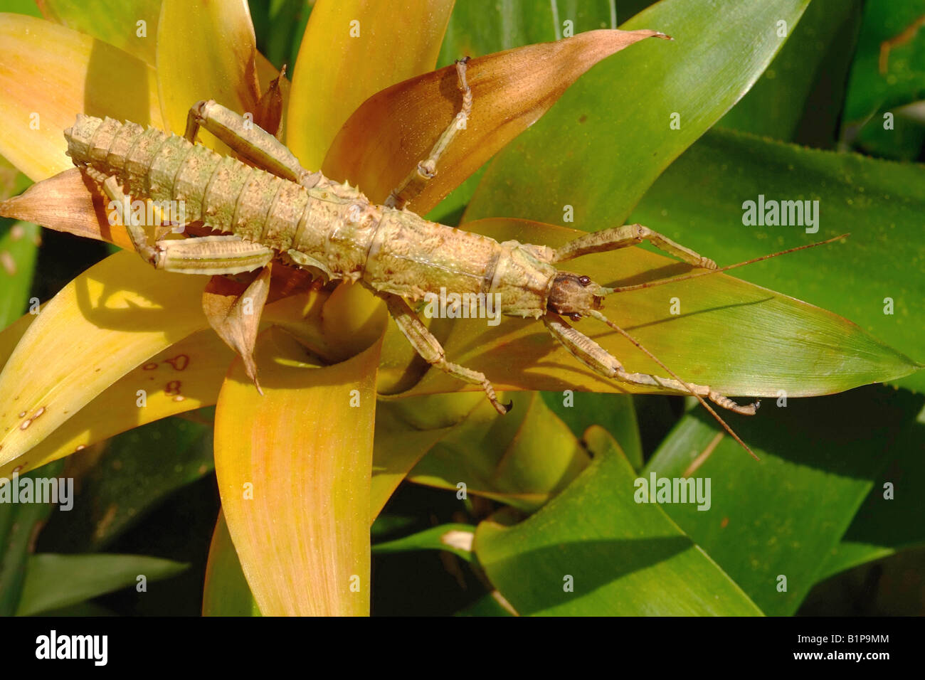 5056104   STICK INSECT  Giant Spiny  GIANT SPINY STICK-INSECT on Bromeliads GUZMANIA sp. CAMOUFLAGE and MIMICRY COLOUR. Stock Photo