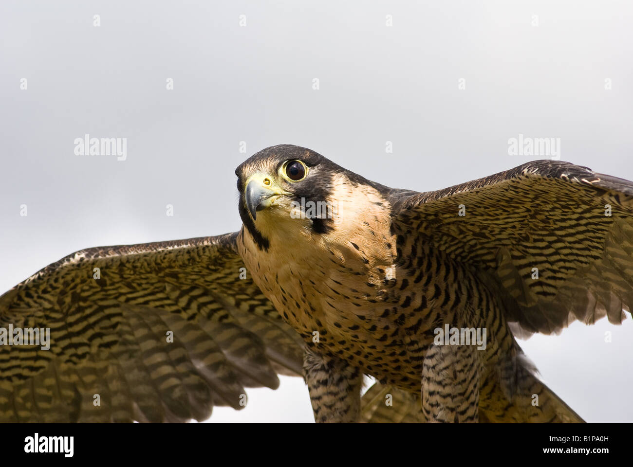 Close up of Peregrine Falcon in flight Stock Photo