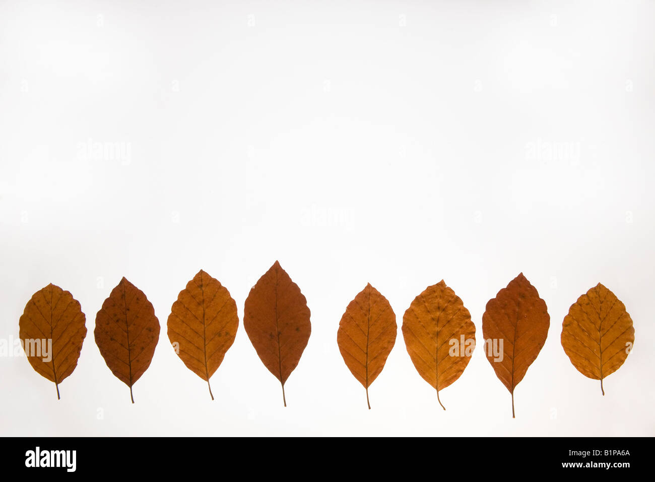 Beech leaves Fagus sylvatica autumnal abstract UK Stock Photo