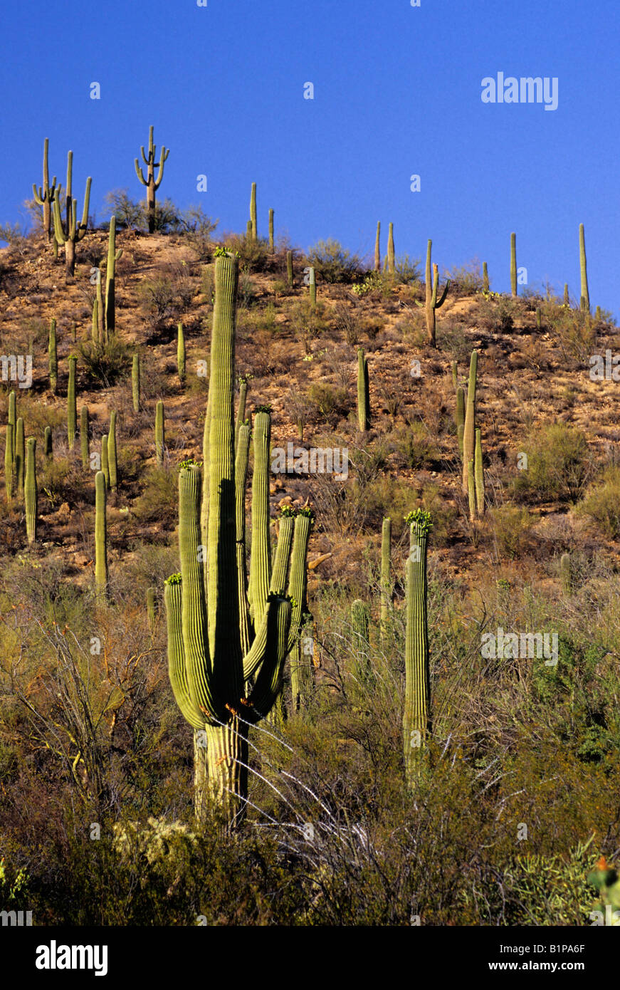 Sonoran Desert, Arizona, USA. Saguaro Cactus Stock Photo - Alamy