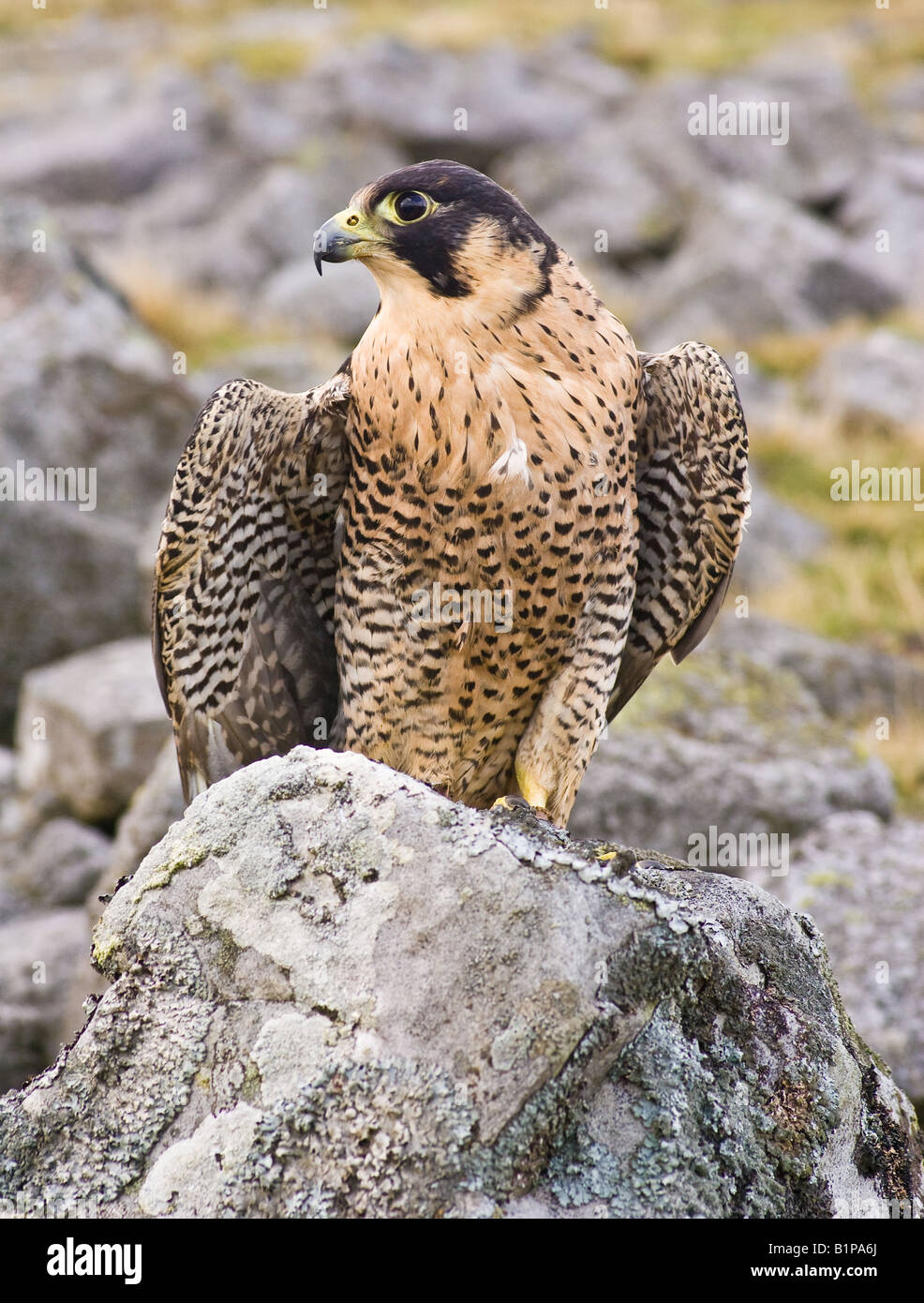 Portriat of Peregrine Falcon on a rock Stock Photo