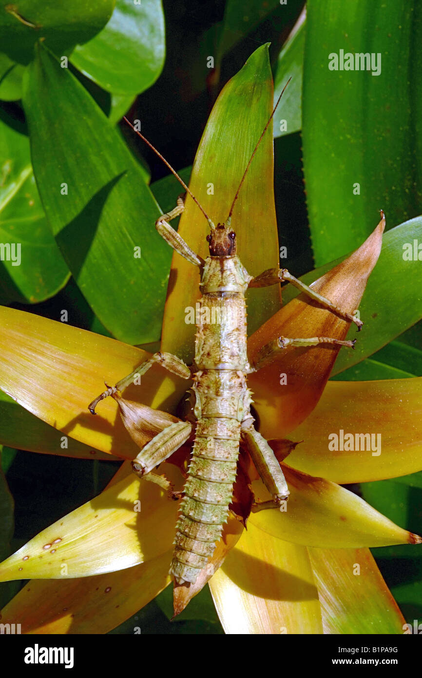 STICK INSECT  Giant Spiny  GIANT SPINY STICK-INSECT on Bromeliads GUZMANIA sp.CAMOUFLAGE and MIMICRY COLOUR. Stock Photo
